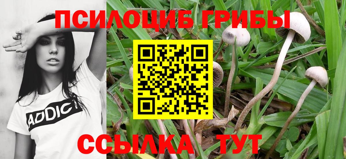 Ухта  Псилоцибиновые грибы MAGIC MUSHROOMS  Вход с VPN 